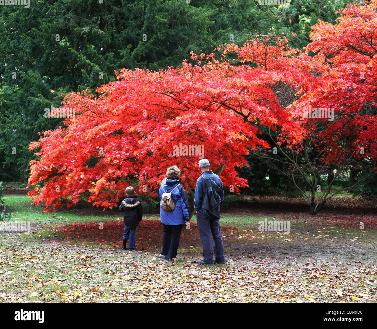 Personen an der nationalen japanischen Ahorn-Sammlung im Westonbirt Arboretum The National Arboretum, Gloucestershire, England Stockfoto