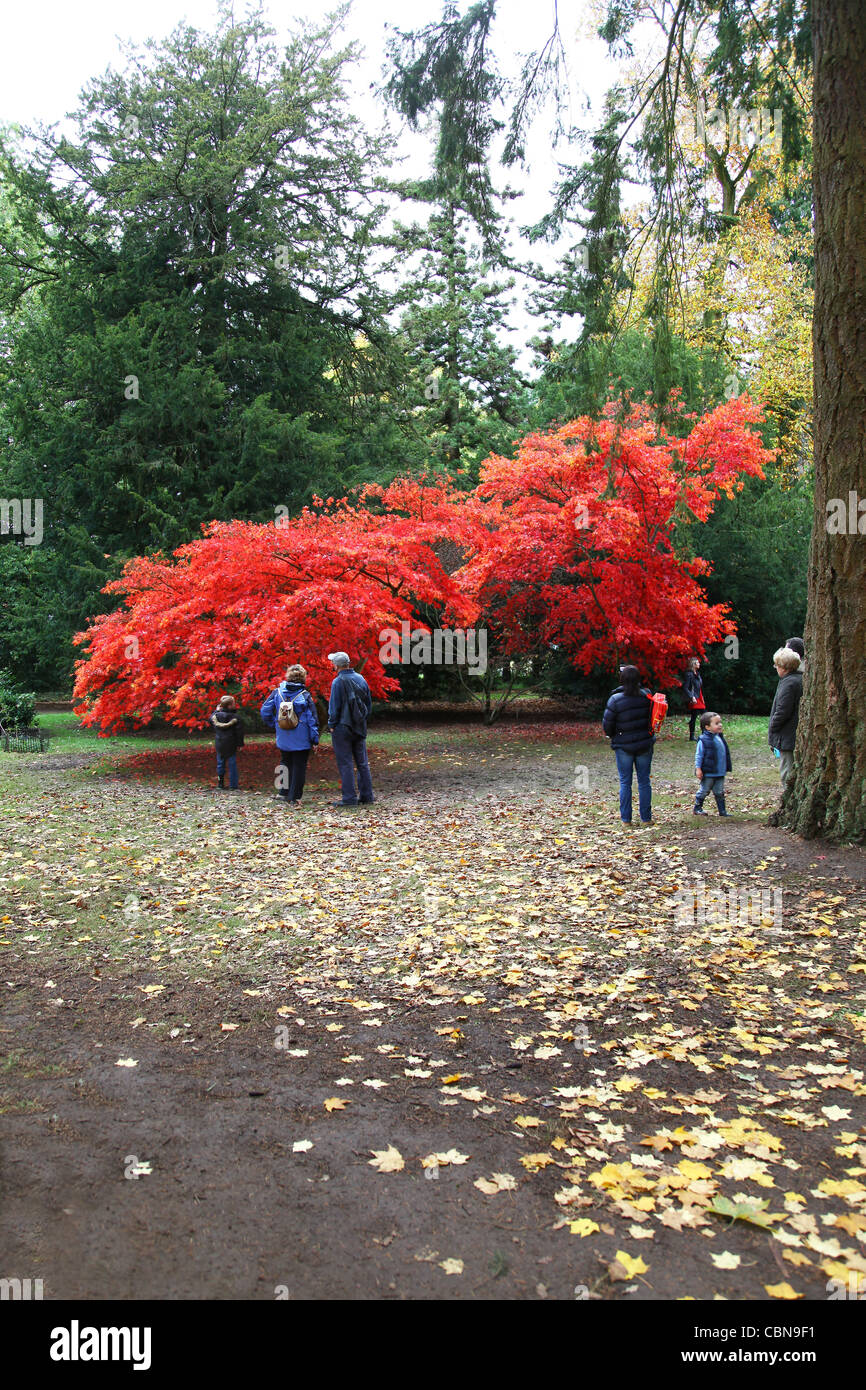 Personen an der nationalen japanischen Ahorn-Sammlung im Westonbirt Arboretum The National Arboretum, Gloucestershire, England Stockfoto