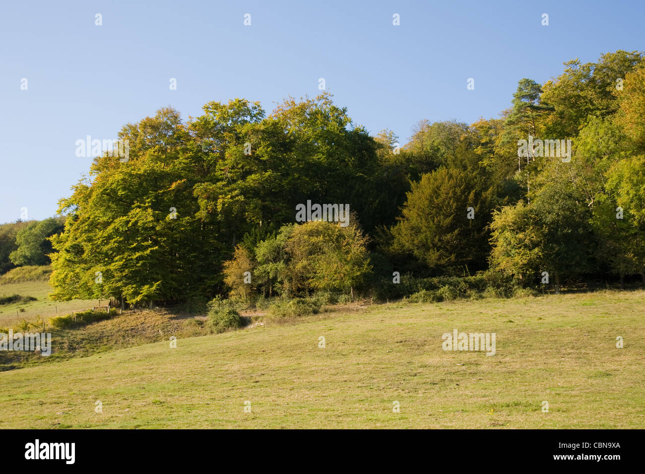 Ranmore gemeinsam mit Blick auf Dorking und Westcott in Surrey ein Herbst Stockfoto