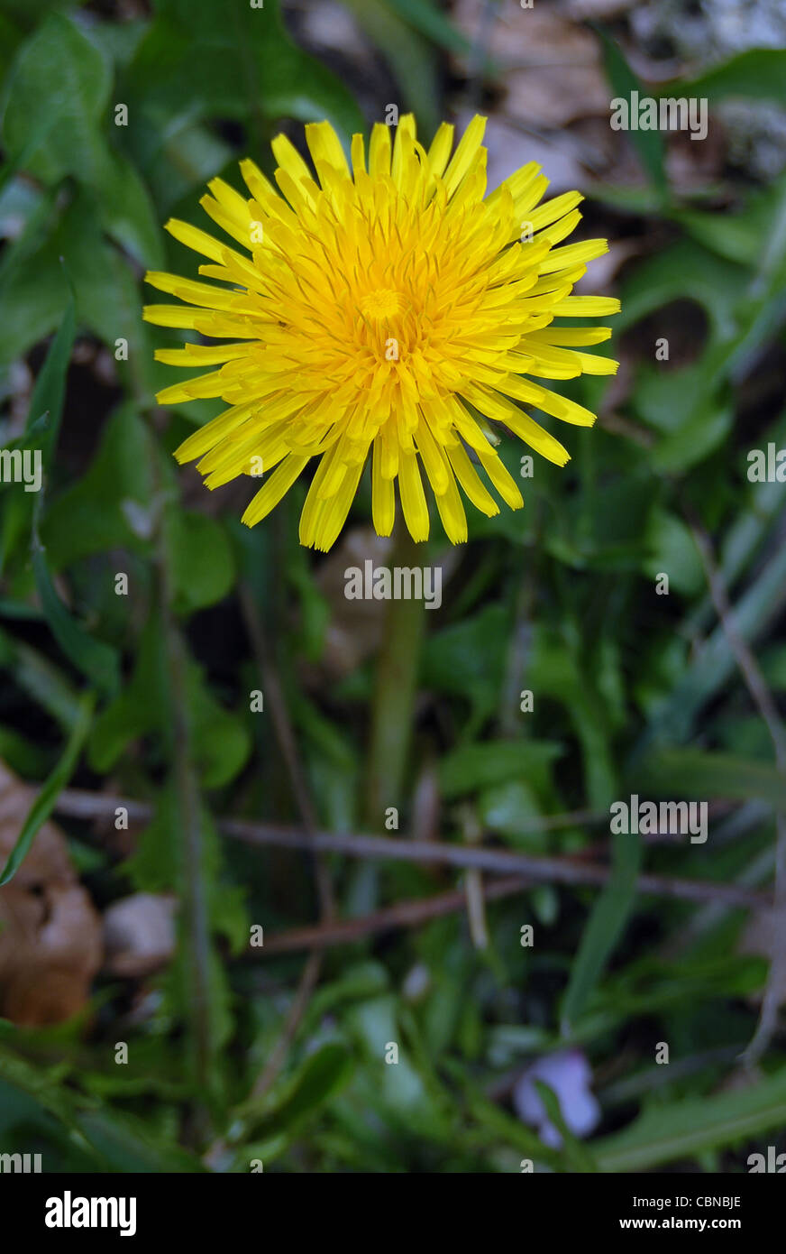 LÖWENZAHN Stockfoto