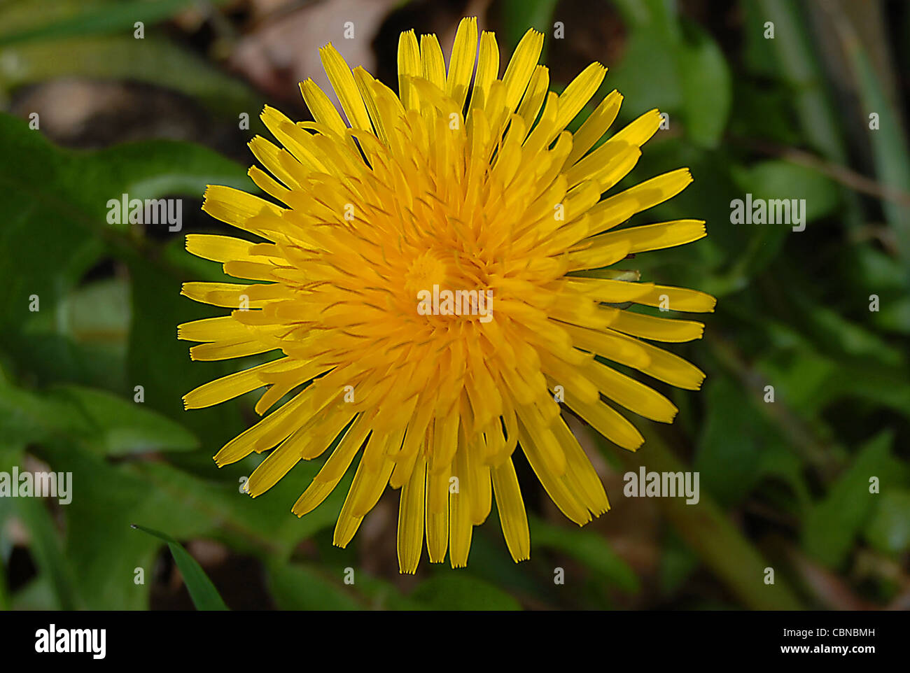 LÖWENZAHN Stockfoto