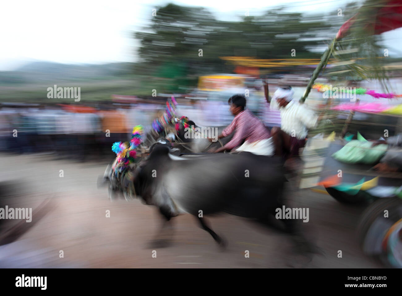 Bullock Kartrennen und Publikum in Südindien. Stockfoto