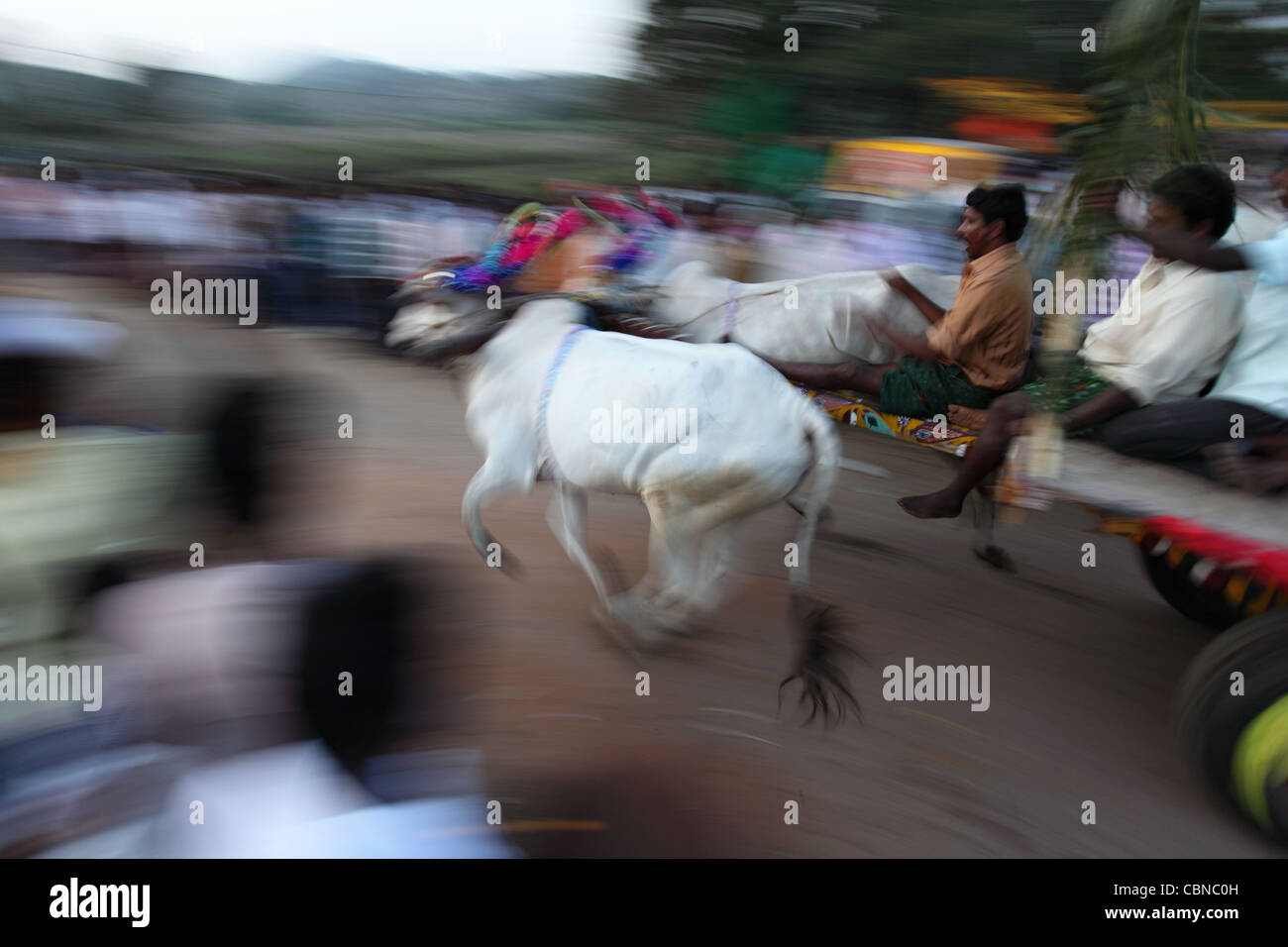 Bullock Kartrennen und Publikum in Südindien. Stockfoto