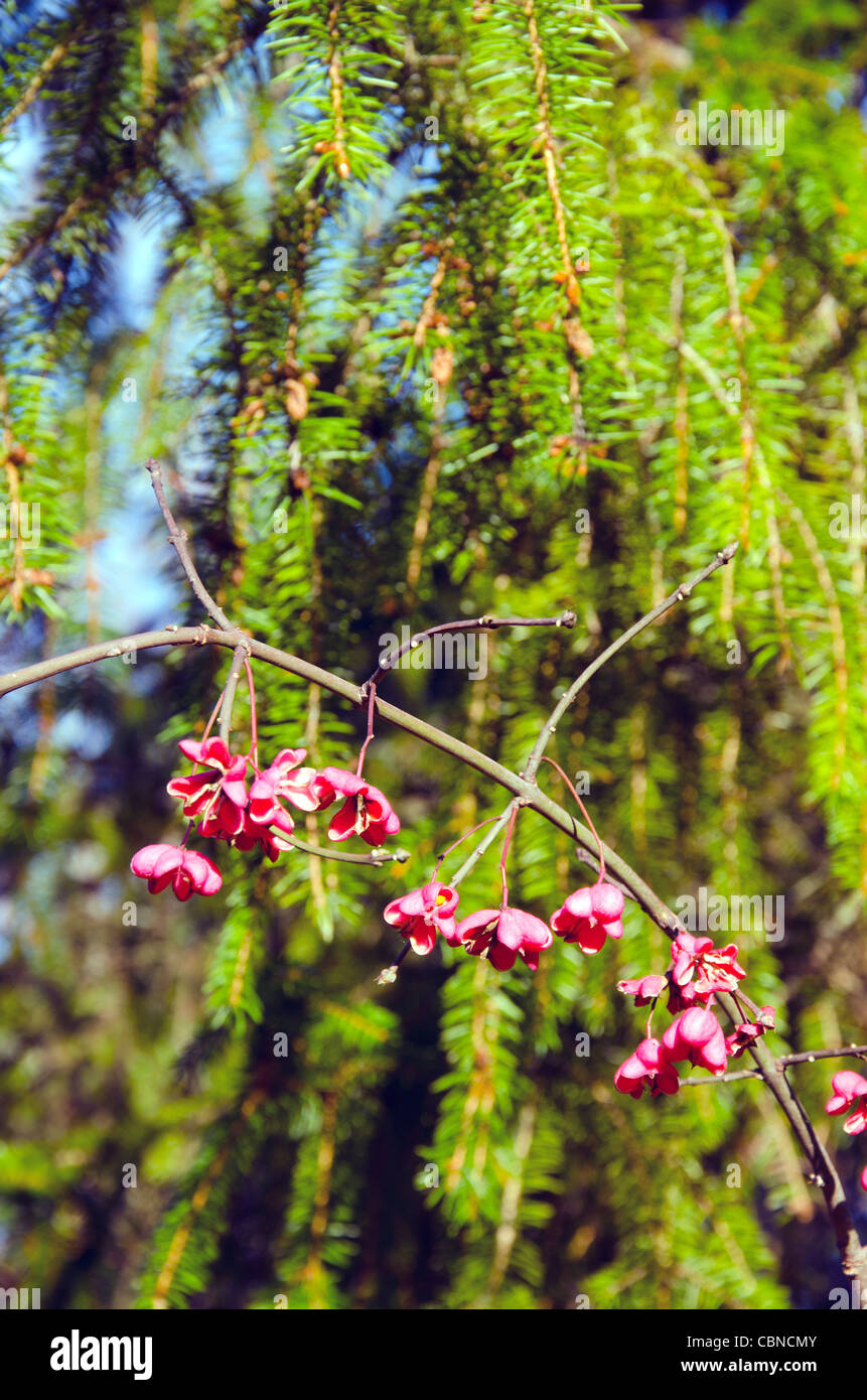 Dekorative Pflanze Zweig mit Früchten im Herbst. Roter Baum Beere. Stockfoto