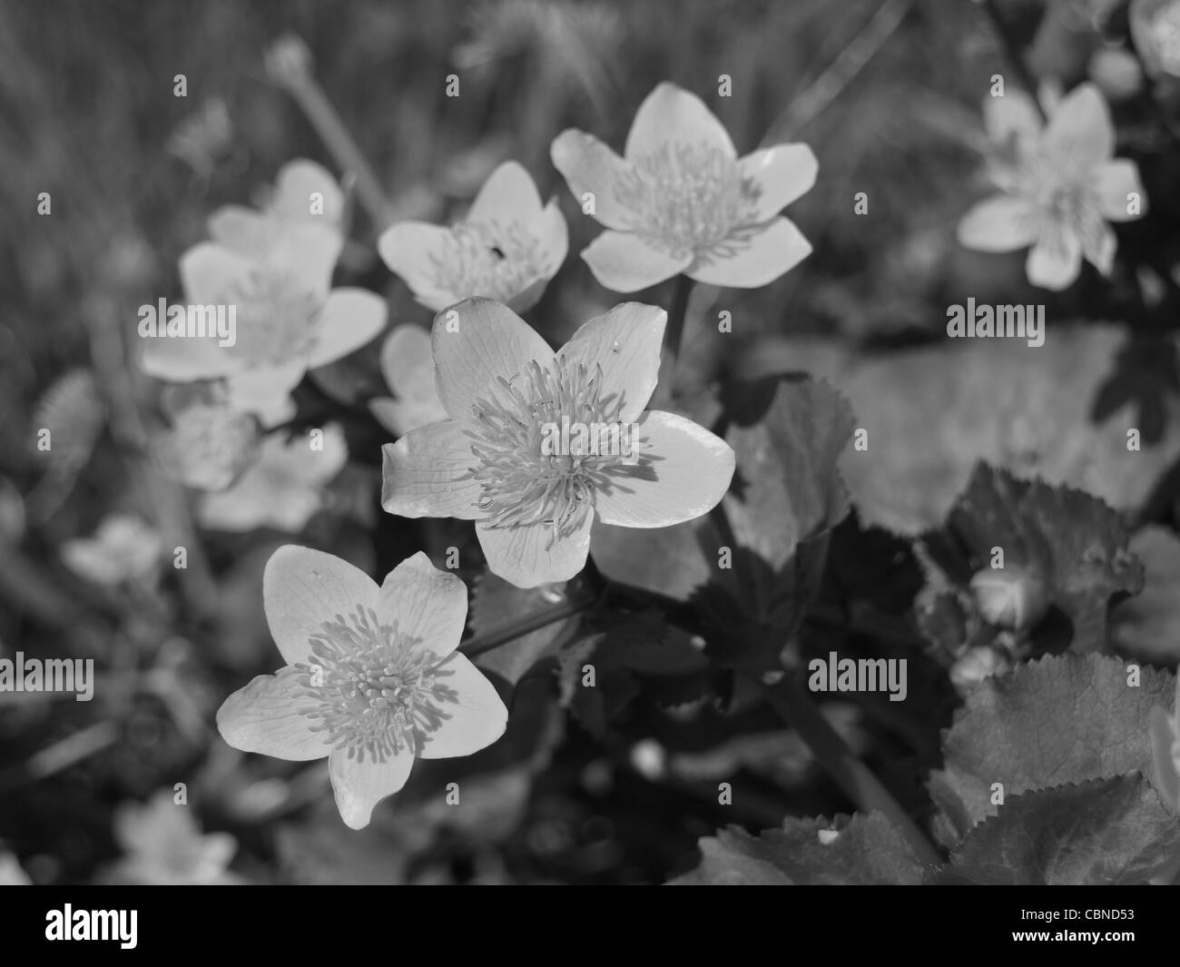schwarze und weiße Nahaufnahme von einem Sumpfdotterblumen / Marsh Marigold / Caltha Palustris / Sumpfdotterblume Schwarz / Weiß Stockfoto