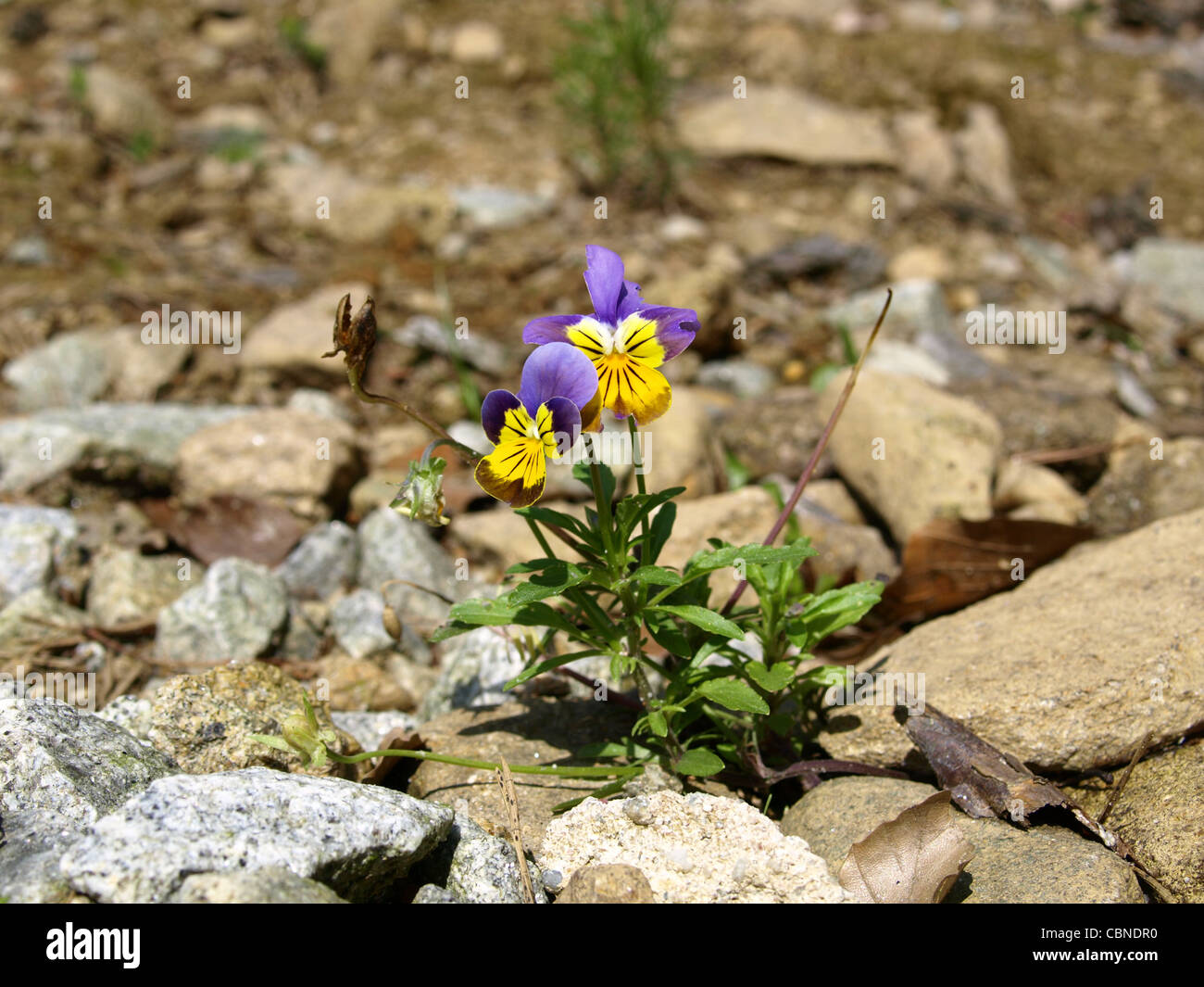 gehörnte violett, gehörnten Stiefmütterchen wachsen auf Steinen / Viola Cornuta / Hornveilchen Wachsen Steinen Stockfoto