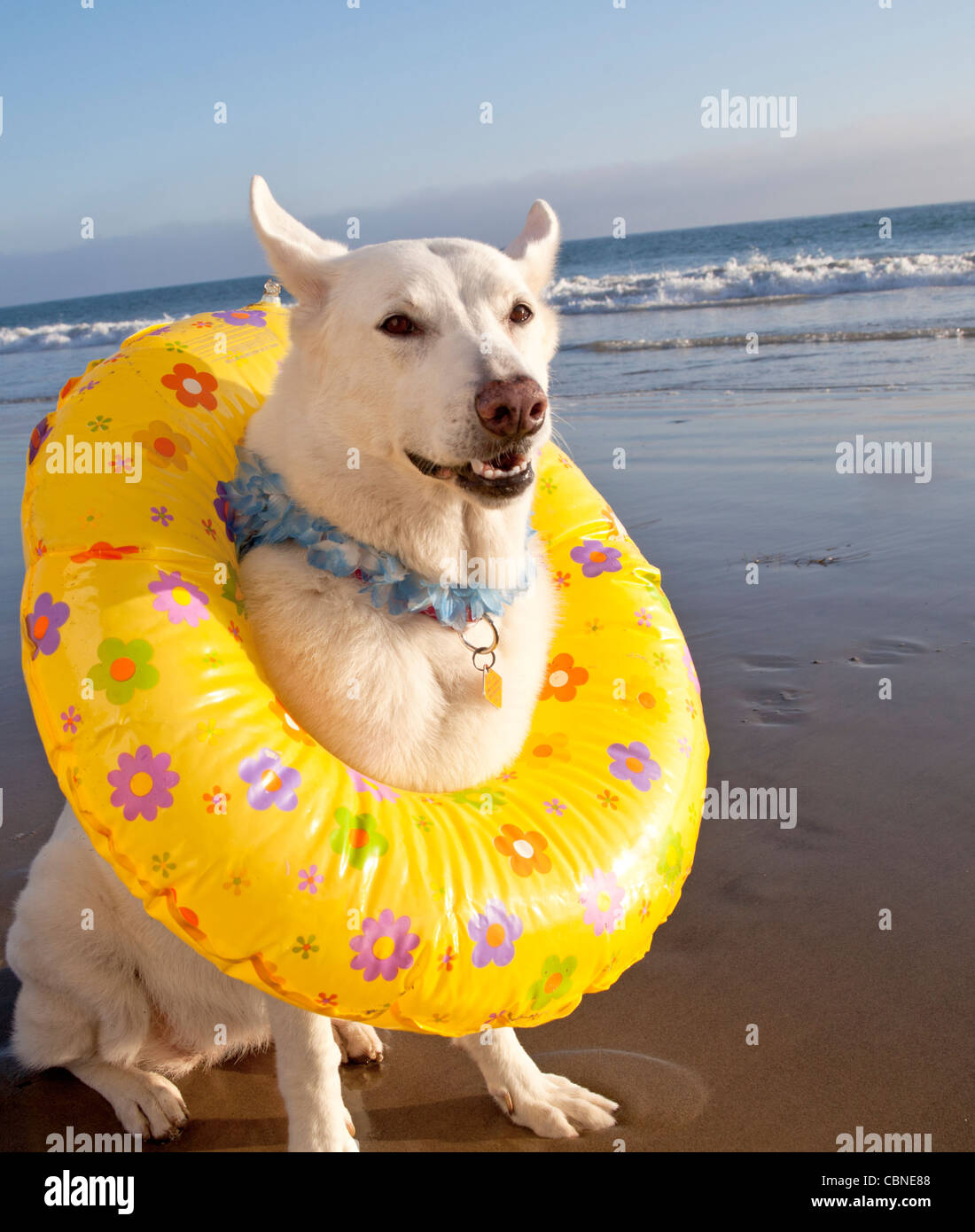 Hund am Strand tragen Schwimmring Stockfotografie - Alamy