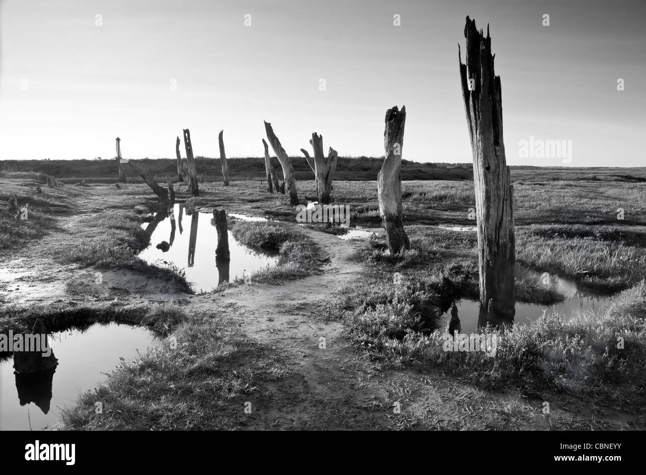 Aufnahme in Thorndon in Norfolk. Stockfoto