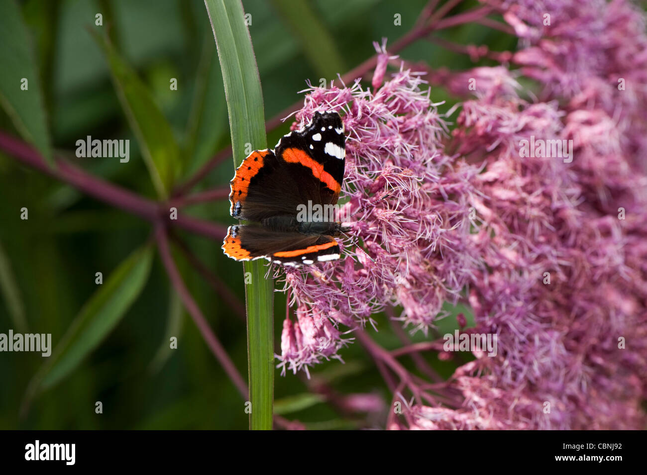 Red Admiral Schmetterling, Vanessa Atalanta auf Eupatorium Maculatum (Atropurpureum Group) 'Riesenschirm' AGM Stockfoto