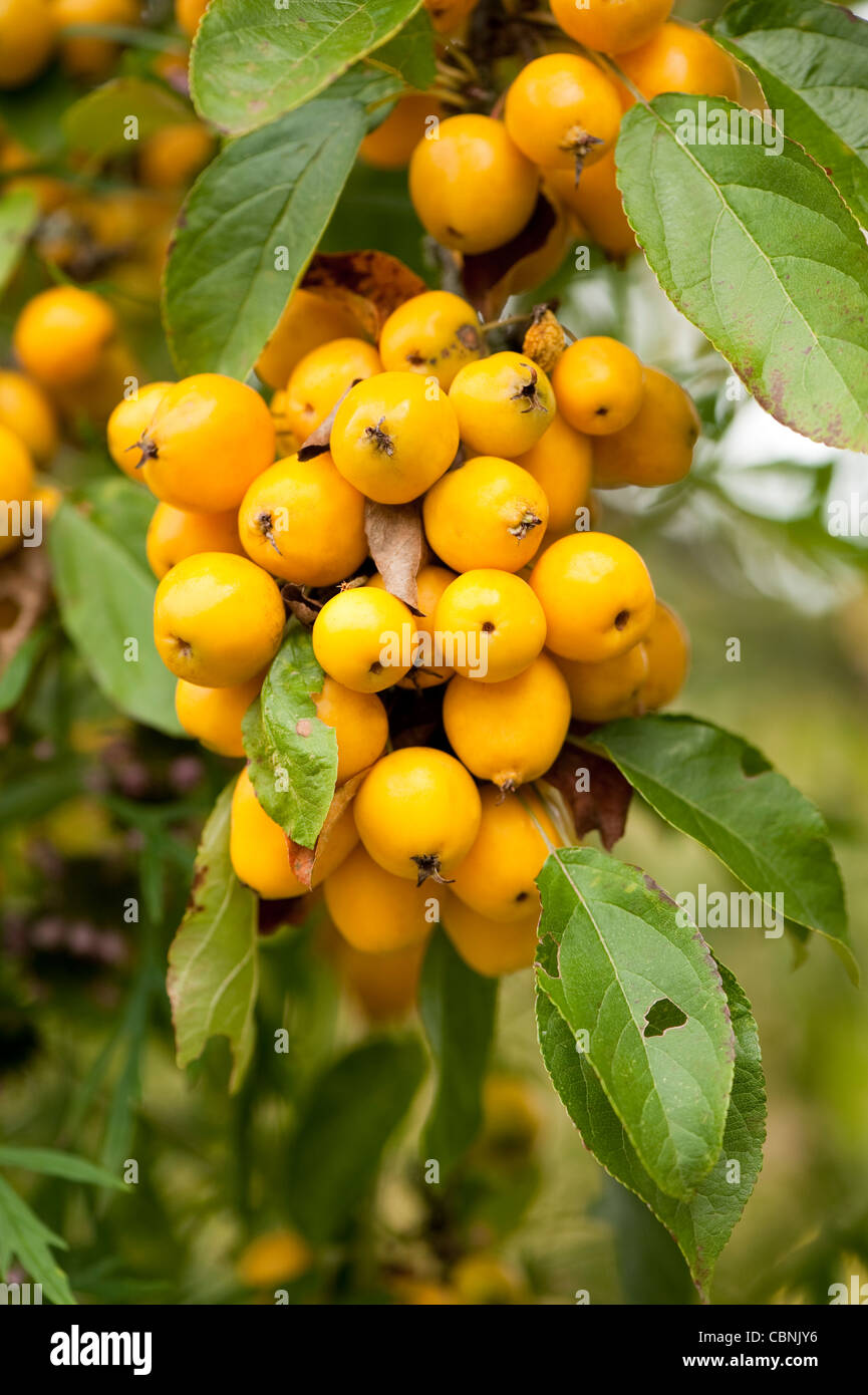 Malus X zumi "Golden Crab Apple "Golden Stockfotografie
