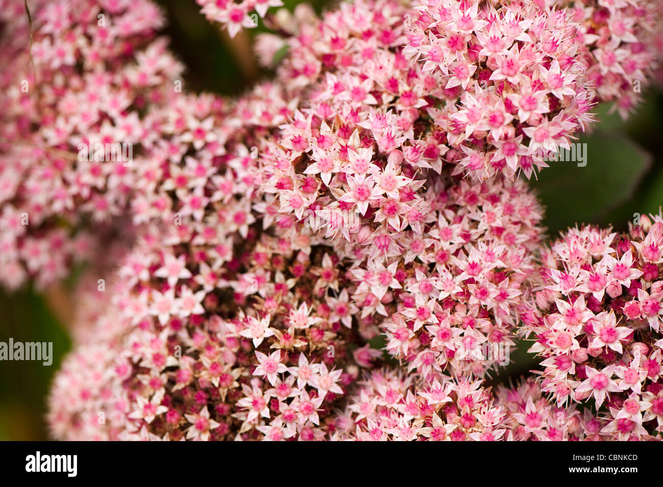 Hylotephium 'Matrona', auch Sedum tephium ‘Matrona’, Millennium-Pflanze Stockfoto