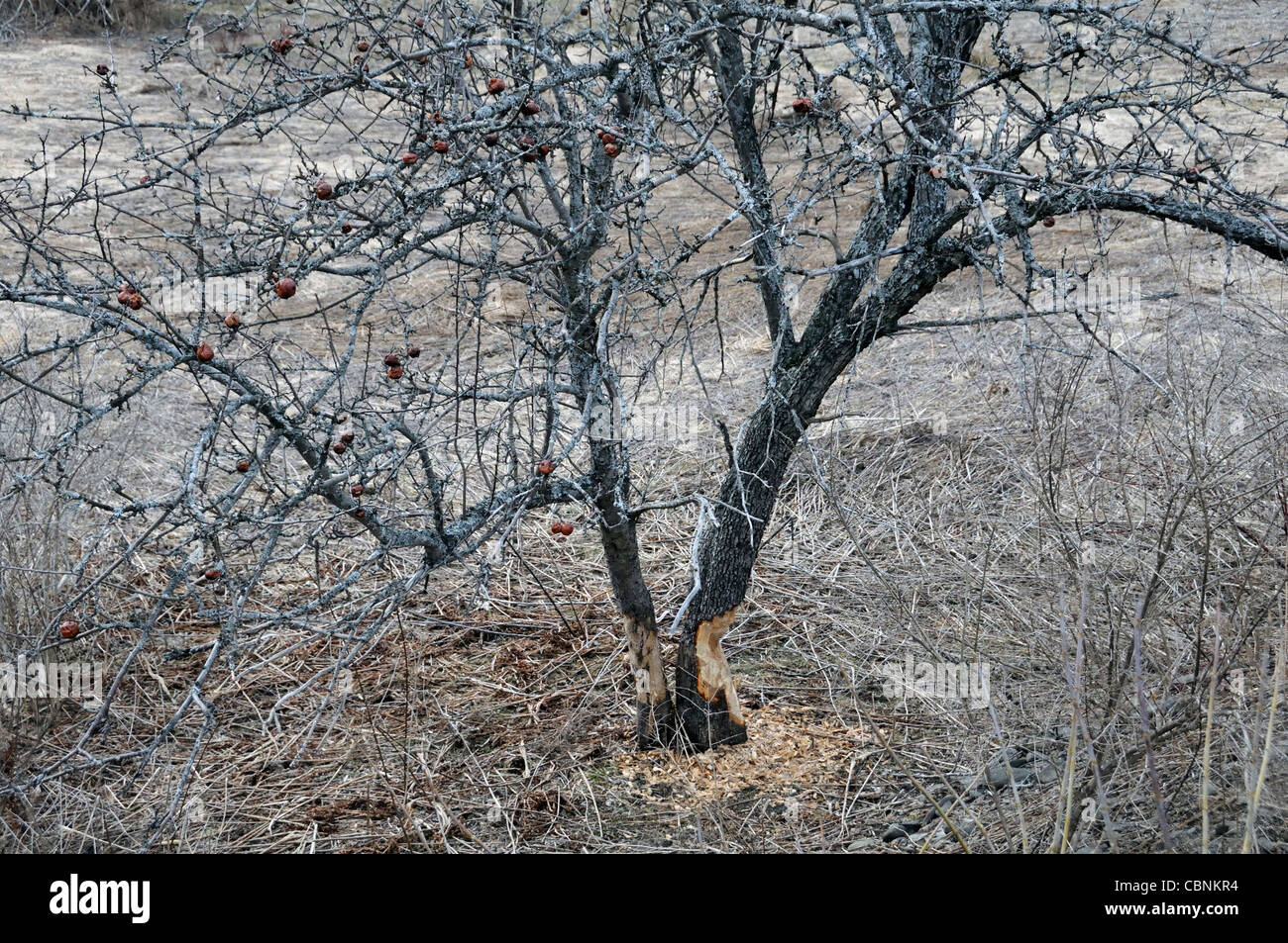 Biber Baum Schaden Stockfoto