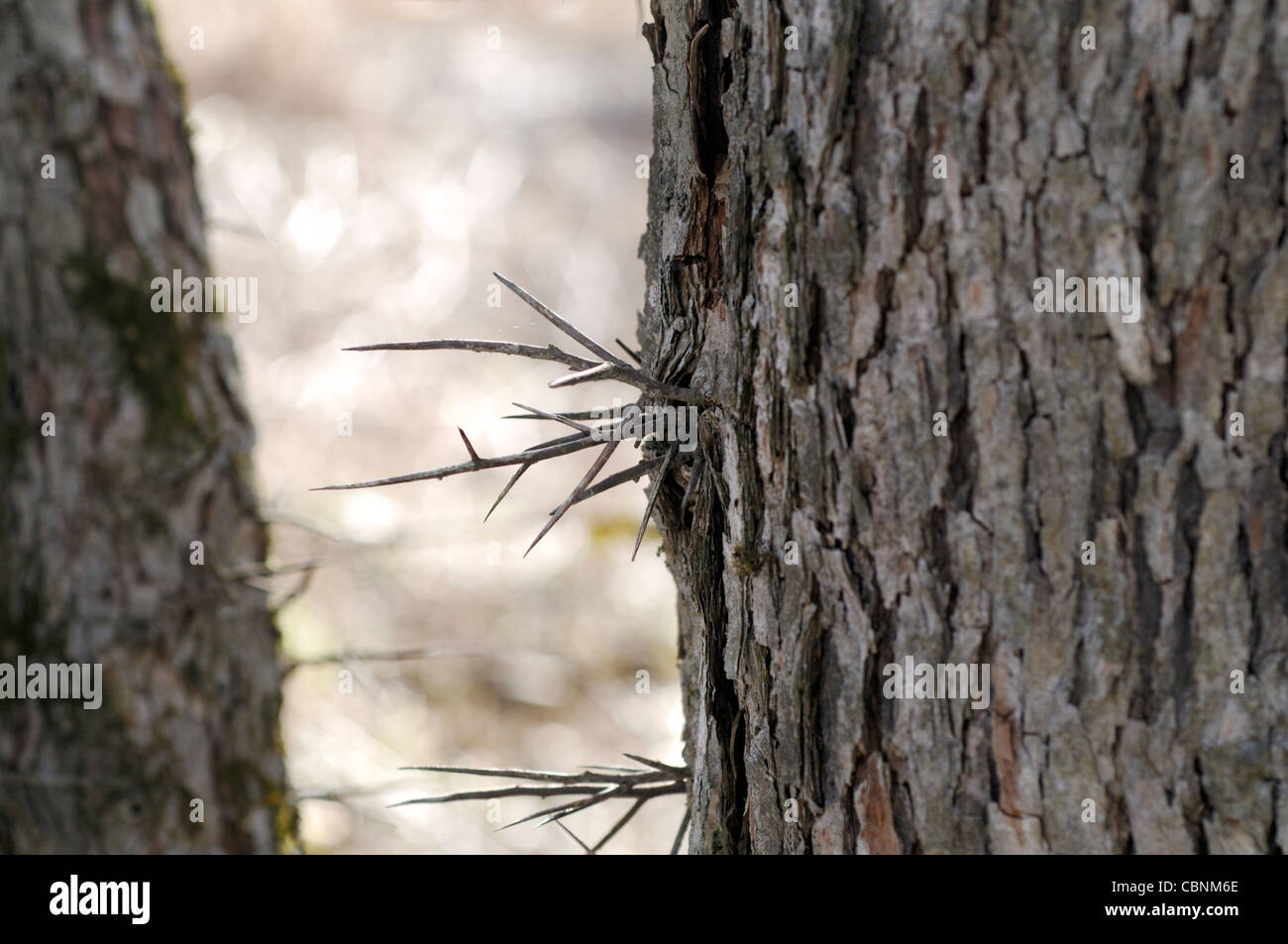 Honig Locust Tree Dornen Stockfoto