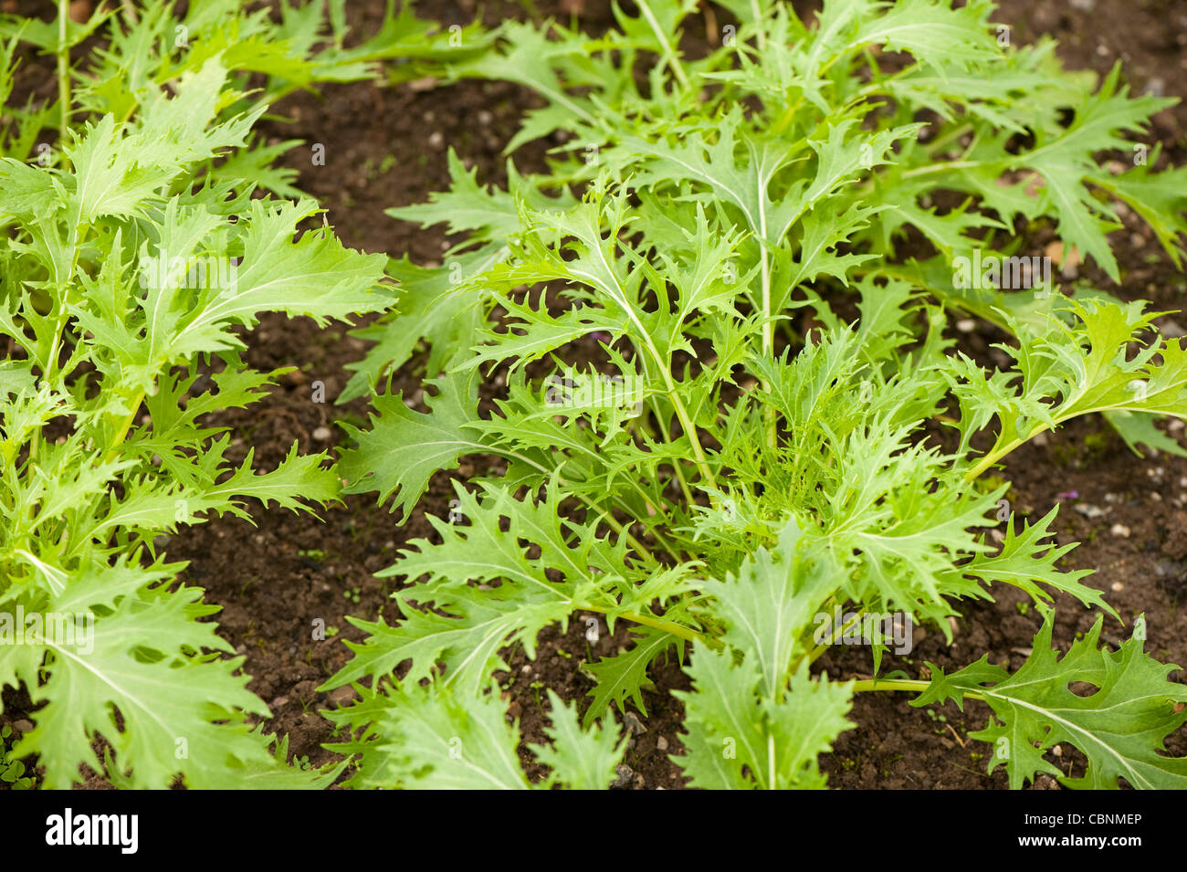 Mizuna, Brassica Rapa Var nipposinica Stockfoto