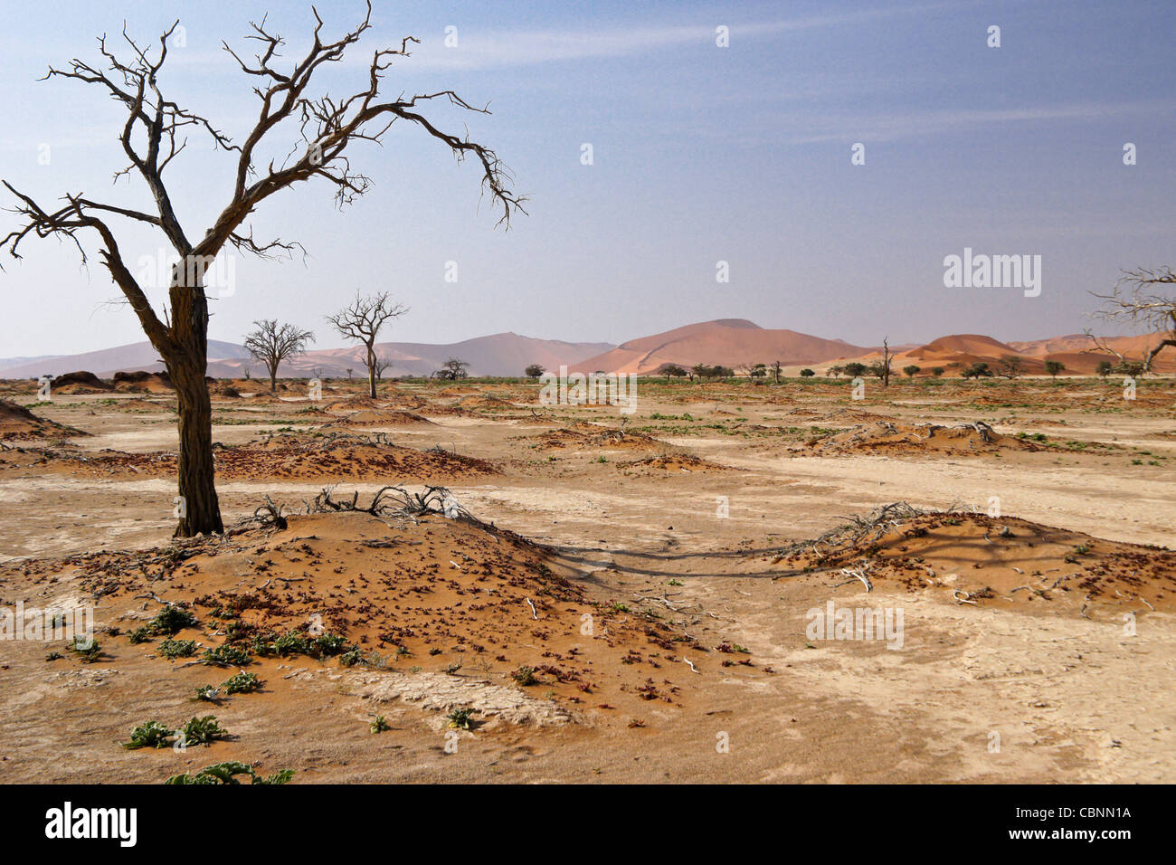 Sanddünen und tote Bäume im Sossusvlei, Namib-Naukluft Park, Namibia Stockfoto