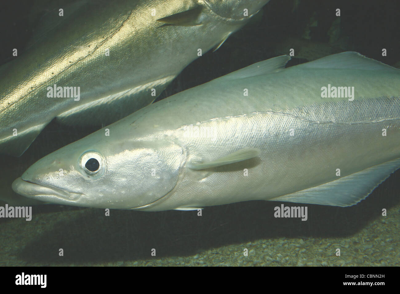 grüne Pollack Pollachius Pollachius SEA LIFE Blackpool Promenade, Blackpool, Lancashire, FY1 5AA, England, UK Stockfoto