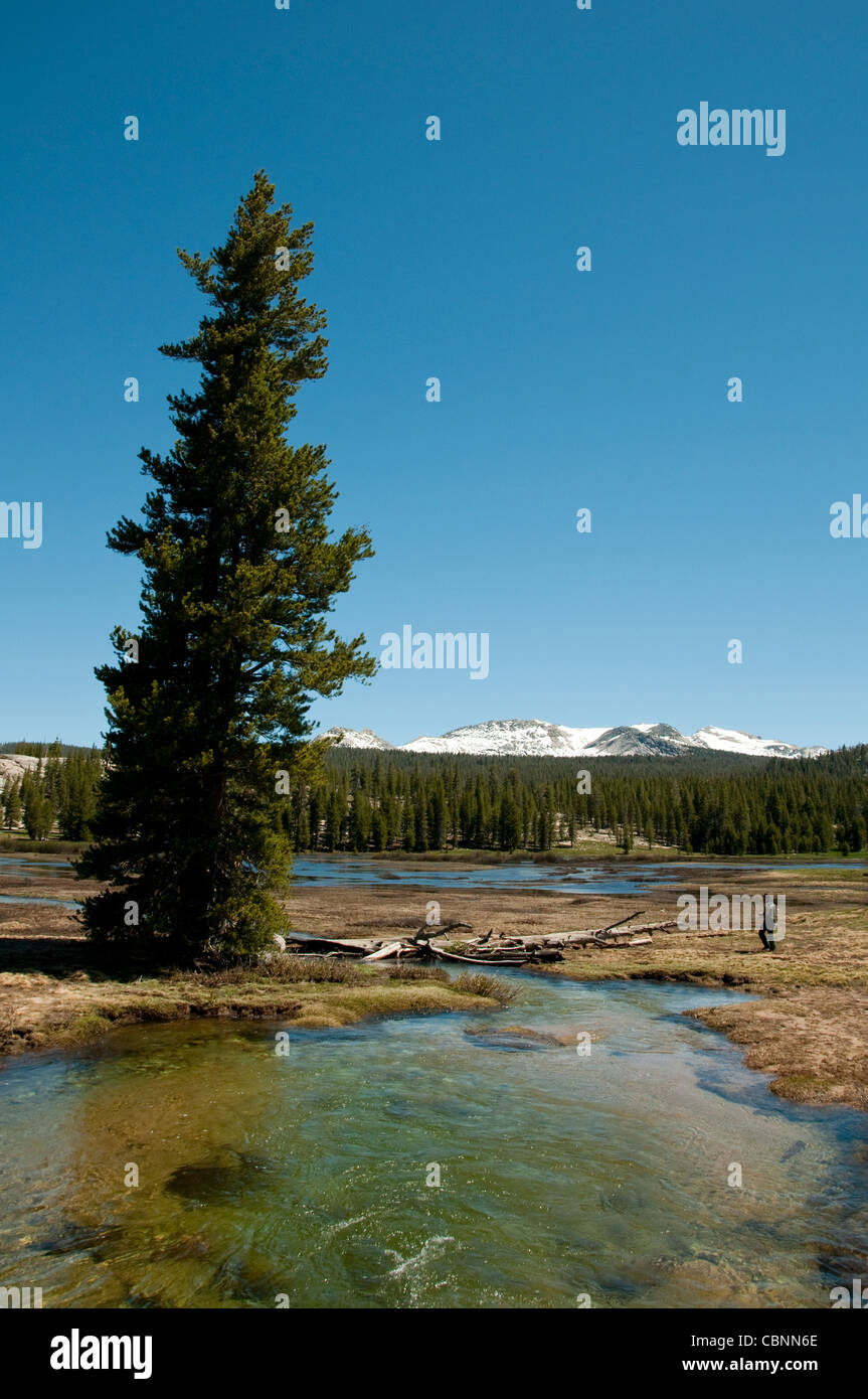 Tuolumne Meadows, Frühling schmelzen, Yosemite-Nationalpark, Kalifornien, USA. Foto Copyright Lee Foster. Foto # california120904 Stockfoto