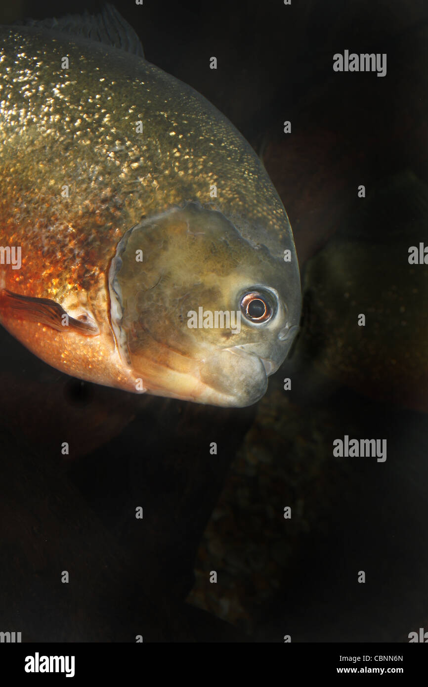 Rotbauch Piranhas Pygocentrus Nattereri SEA LIFE Blackpool, Lancashire, Promenade, Blackpool FY1 5AA, England, UK Stockfoto