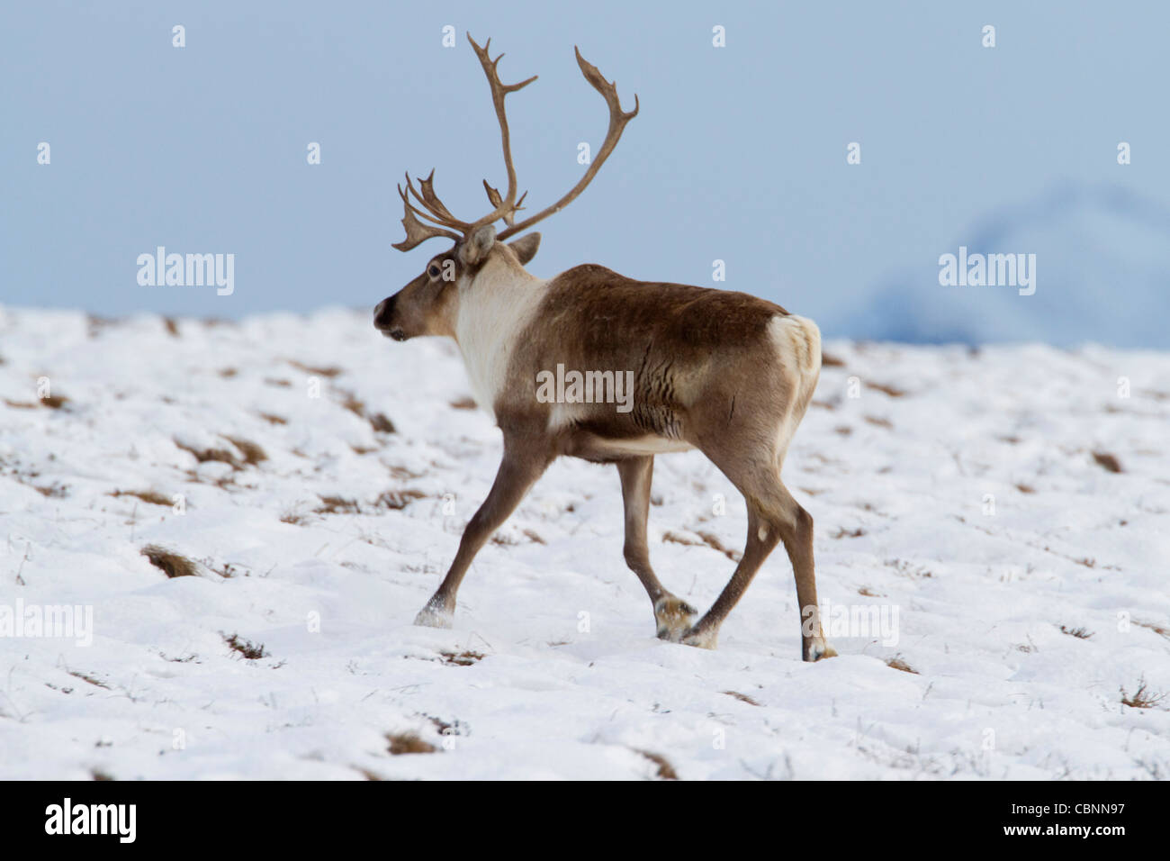 Caribou (Rangifer Tarandus) Stier läuft auf Treck nach Süden durch Nordhang Brooks Range in Alaska im Oktober Stockfoto