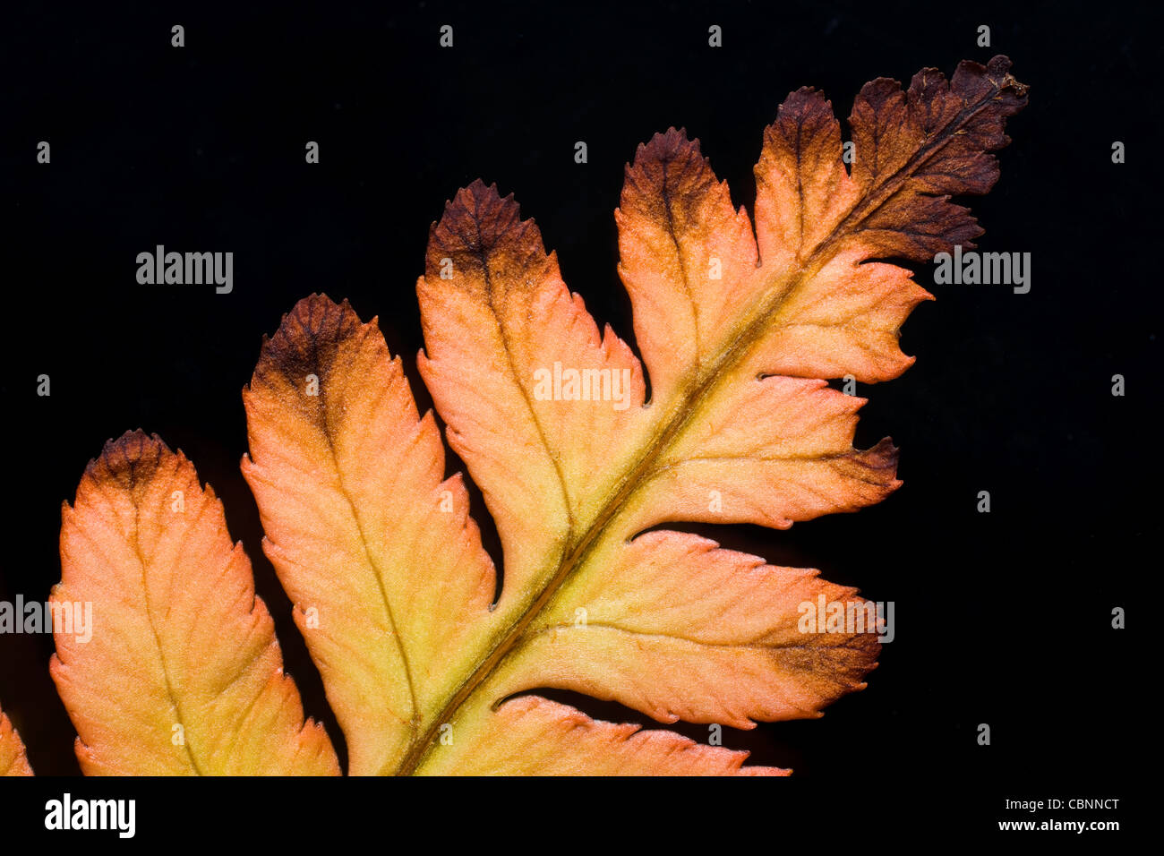 Nahaufnahme von Dryopteris Erythrosora Herbst Farn, Herbst Brillanz Farn, japanische Holz Farn oder japanische Schild Farn im Spätherbst Stockfoto