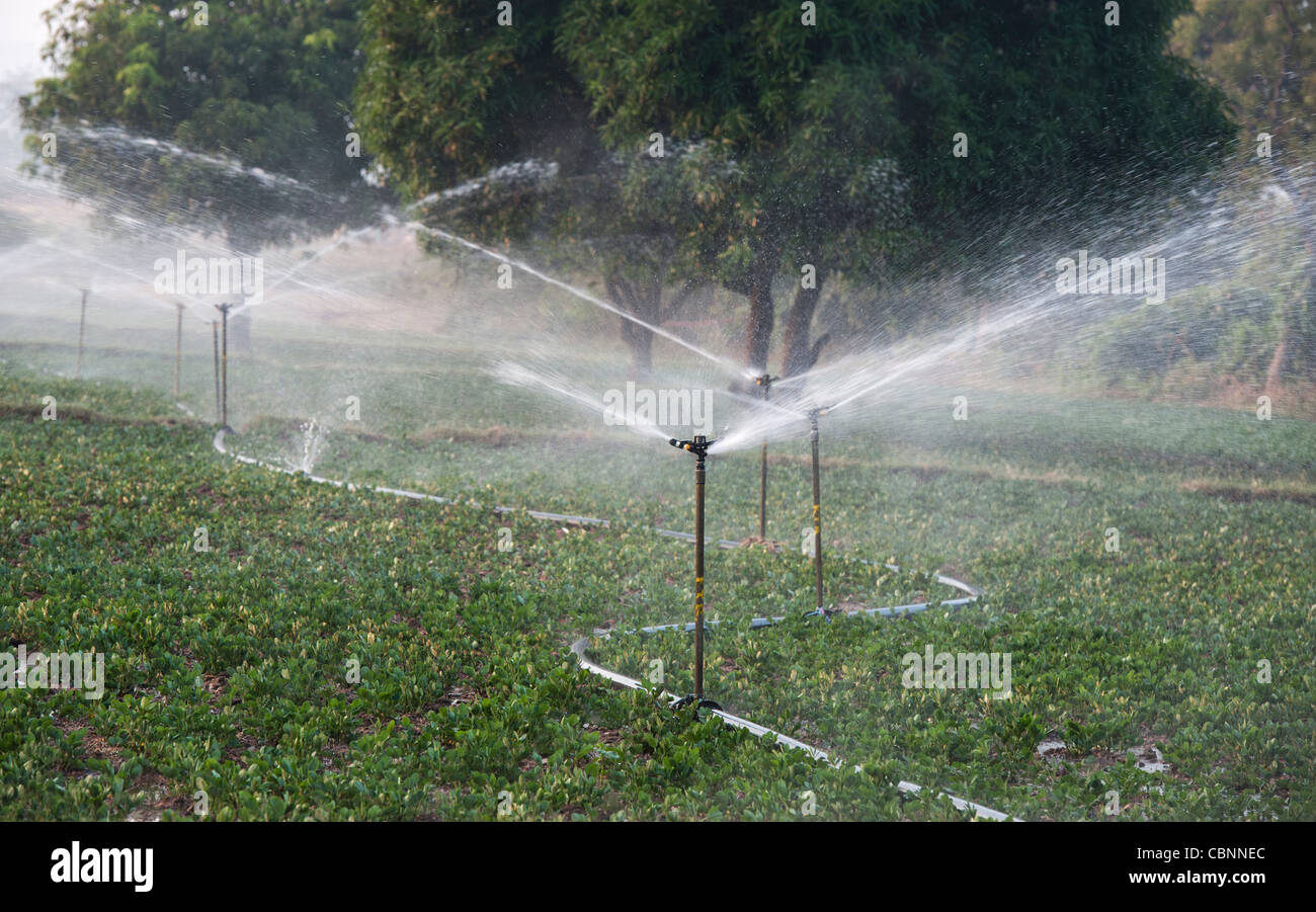 Bewässerung Erdnuß / Erdnuss Pflanzen in Indien mit Wassersprenger. Andhra Pradesh, Indien Stockfoto