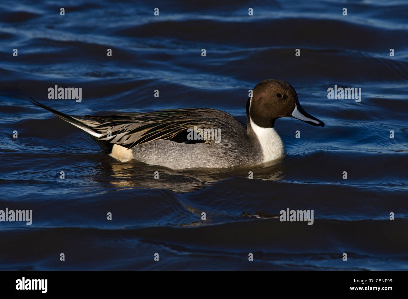 Männliche nördlichen Pintail Stockfoto