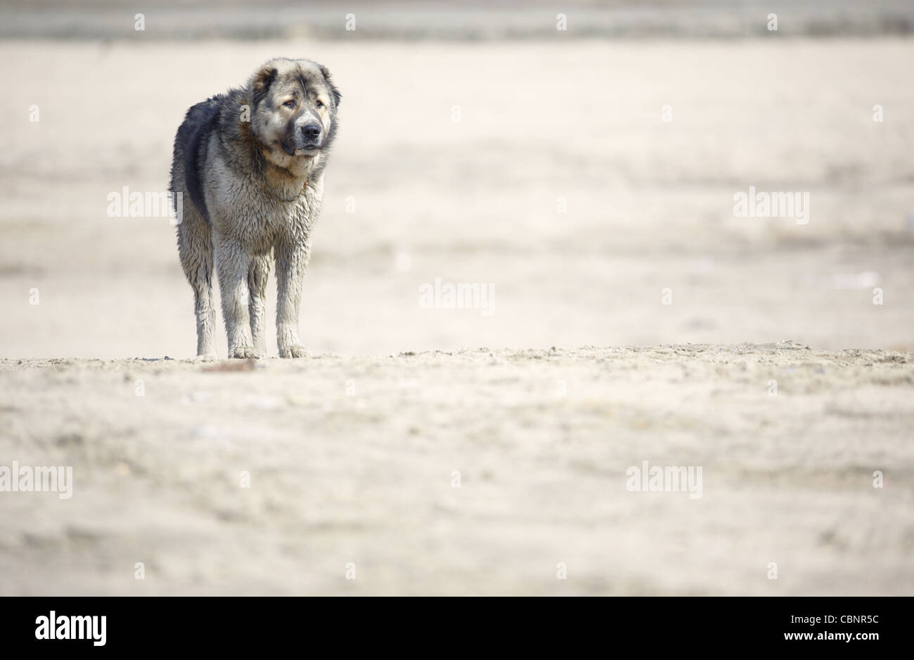 Mittleren Asiatischer Schäferhund walking im Freien. Natürliches Licht und Farben Stockfoto