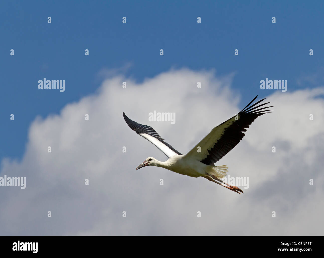 Fliegender Weißstorch (Ciconia Ciconia) Stockfoto