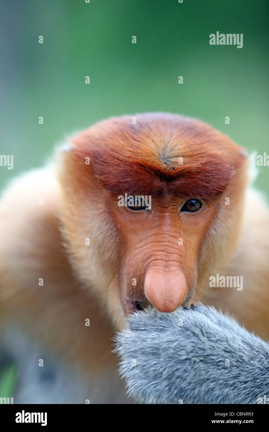 Nasenaffe Labuk Bay Proboscis Monkey Sanctuary. Stockfoto