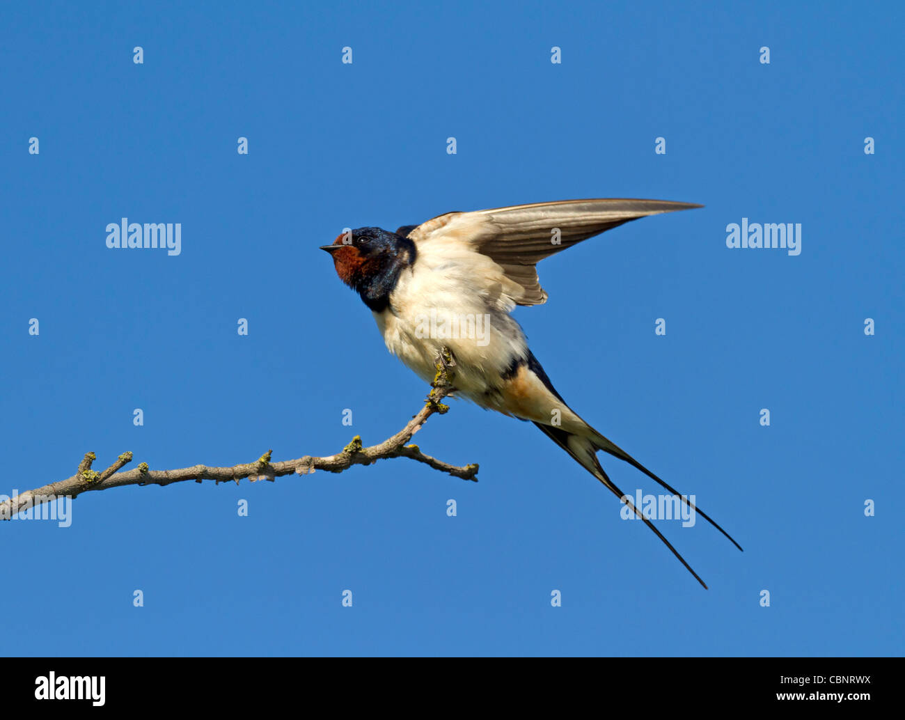 Rauchschwalbe (Hirundo Rustica) Stockfoto