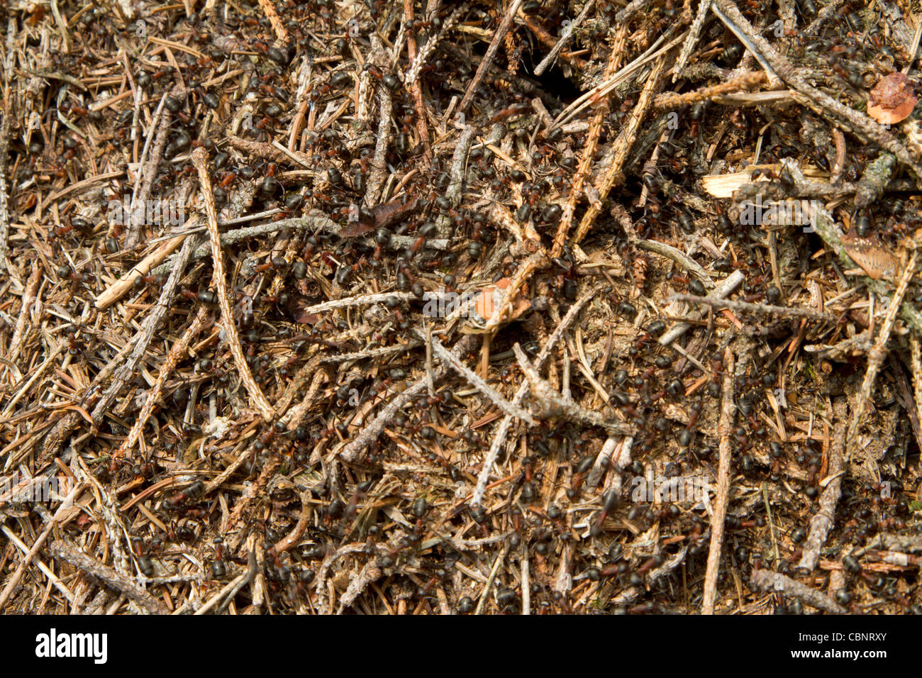 Ameisenhaufen Stockfoto