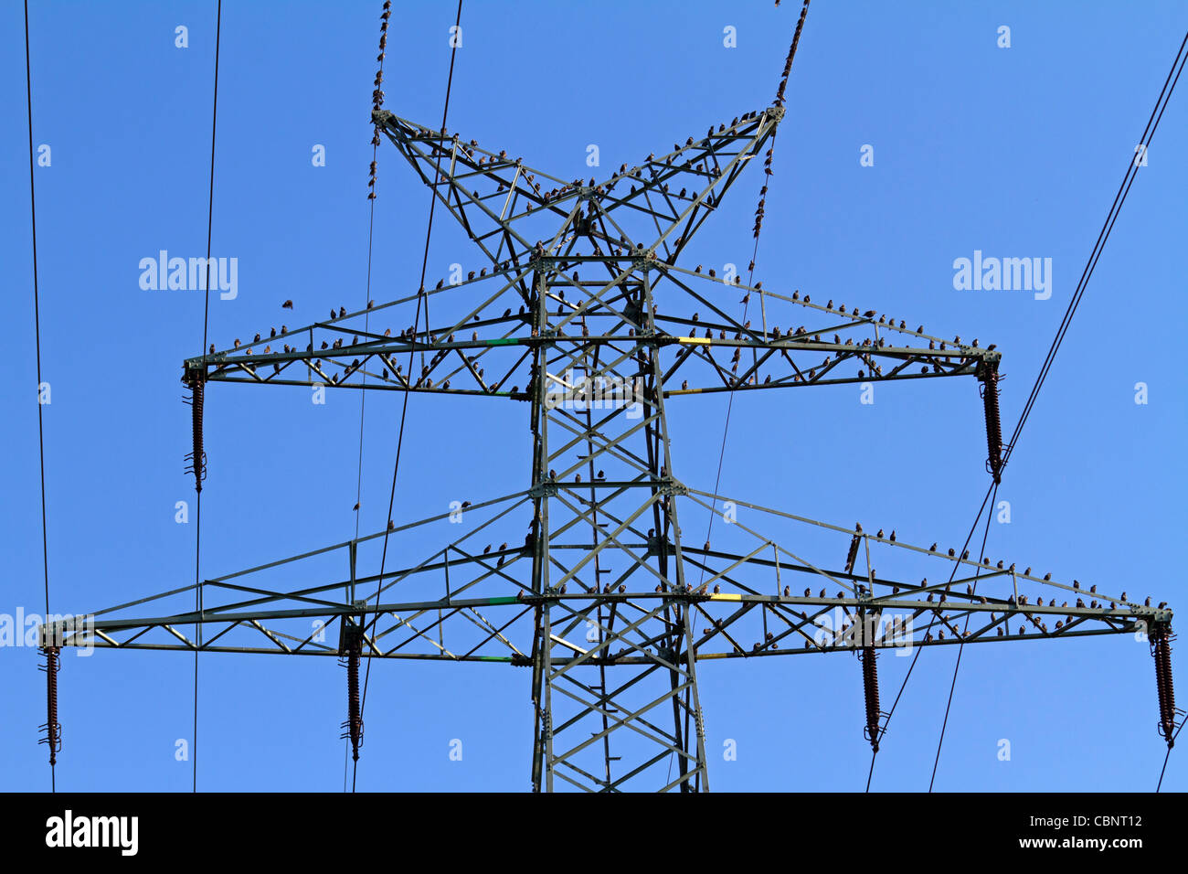 Stare auf einen Strommast (Sturnus Vulgaris) Stockfoto