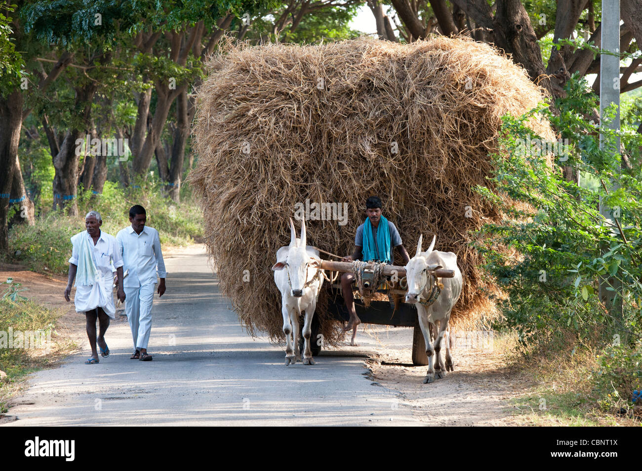 Indische Bauern sammeln Reisstroh auf einem Ochsenkarren nach der Ernte in der ländlichen indische Gegend. Andhra Pradesh, Indien Stockfoto