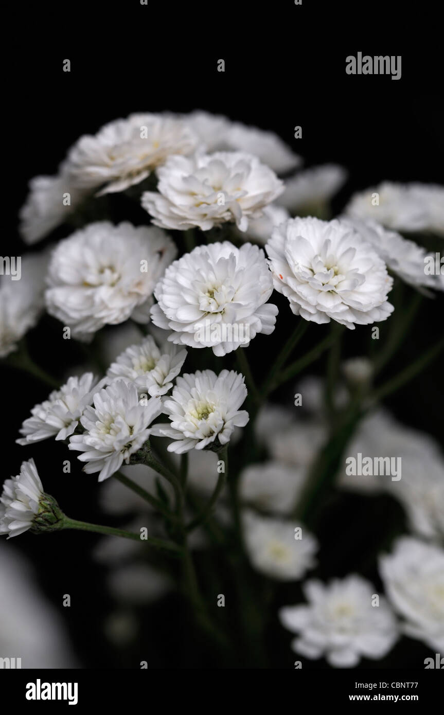 Achillea Ptarmica 'The Pearl' Sneezewort aufrecht hoch krautige Staude sprüht weiße gefüllte Blüten blühen Blüte Blüten Stockfoto