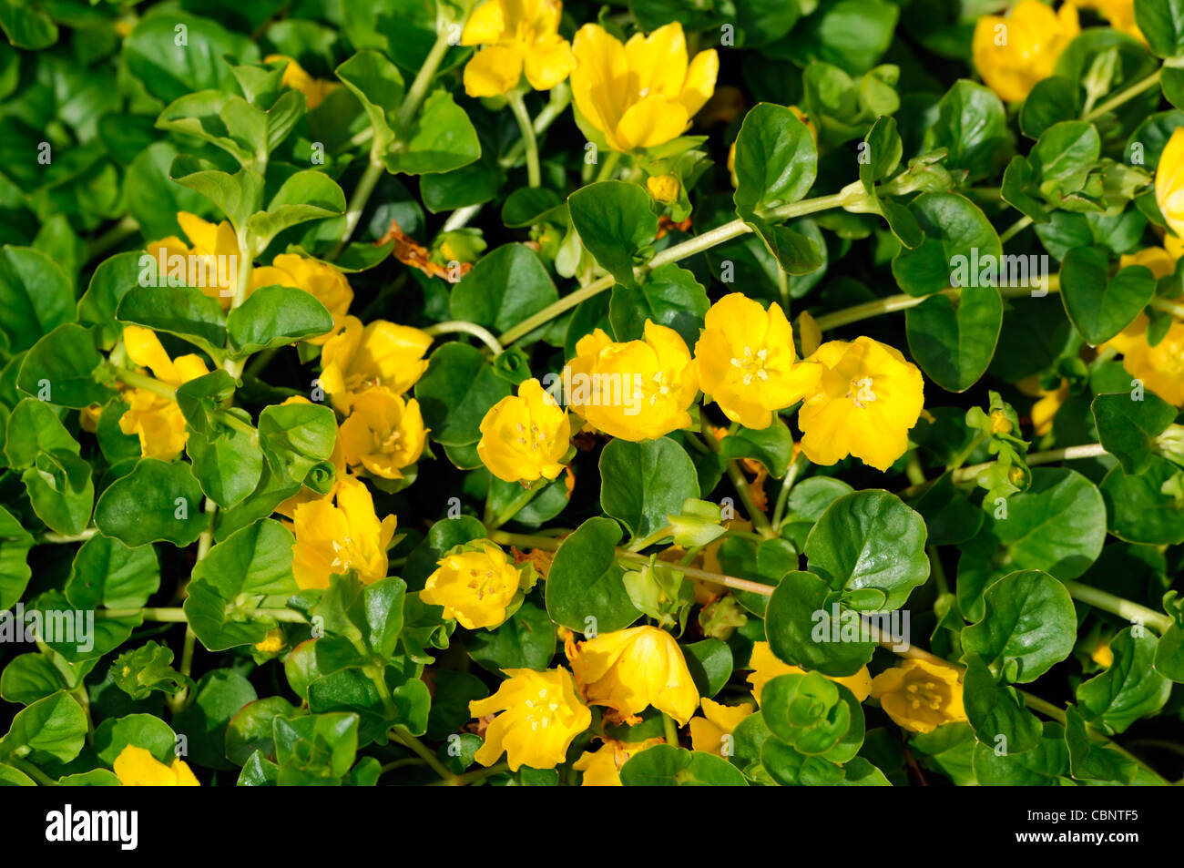 Lysimachia Nummularia Creeping Jenny Sommer Closeup Pflanzenportraits