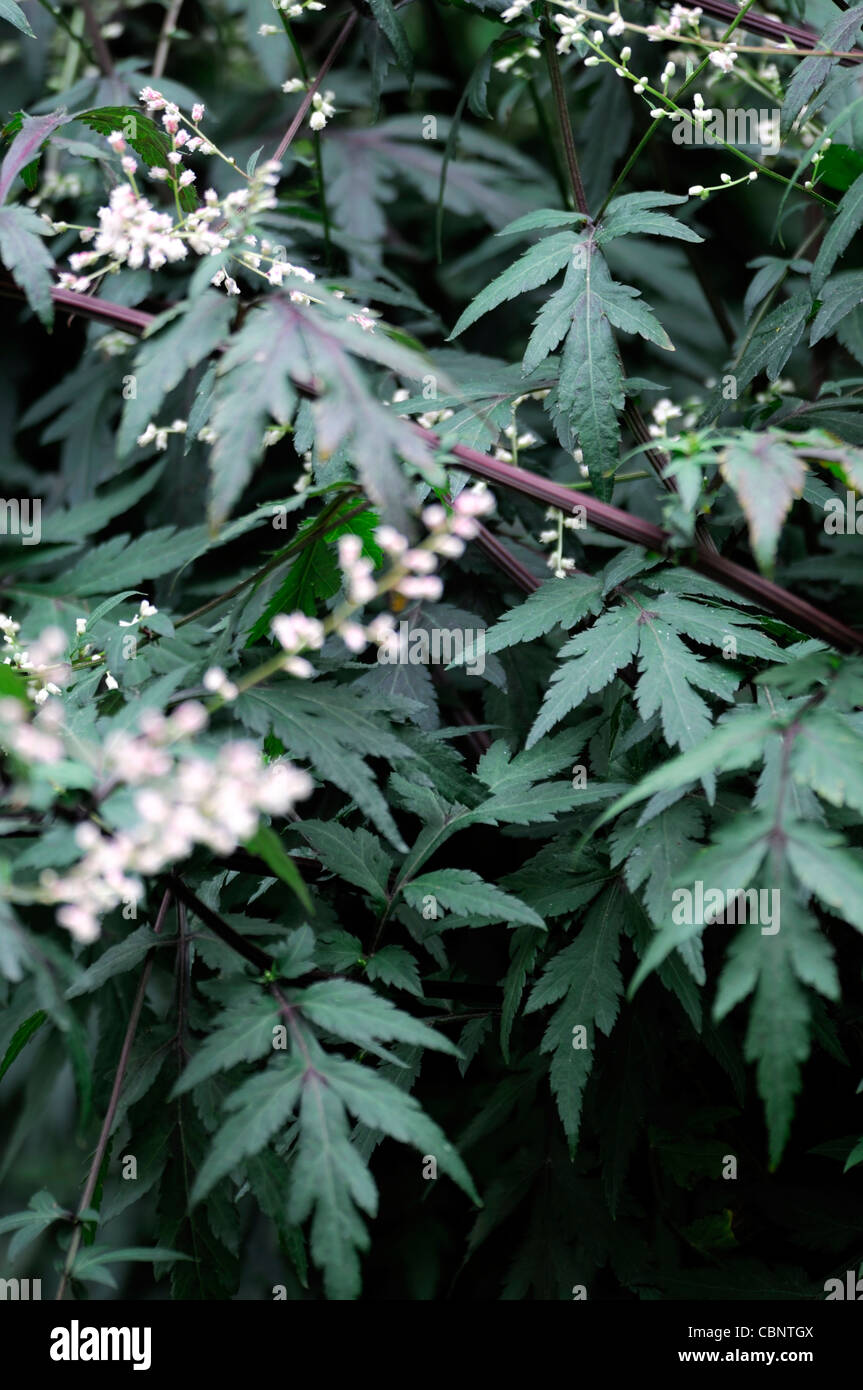 Artemisia Lactiflora Guizhou weißen Beifuß Spray Blumen Blüte Blüten Moschus parfümiert, rot-braune farnartige Blätter schwarzgrün stammt Stockfoto