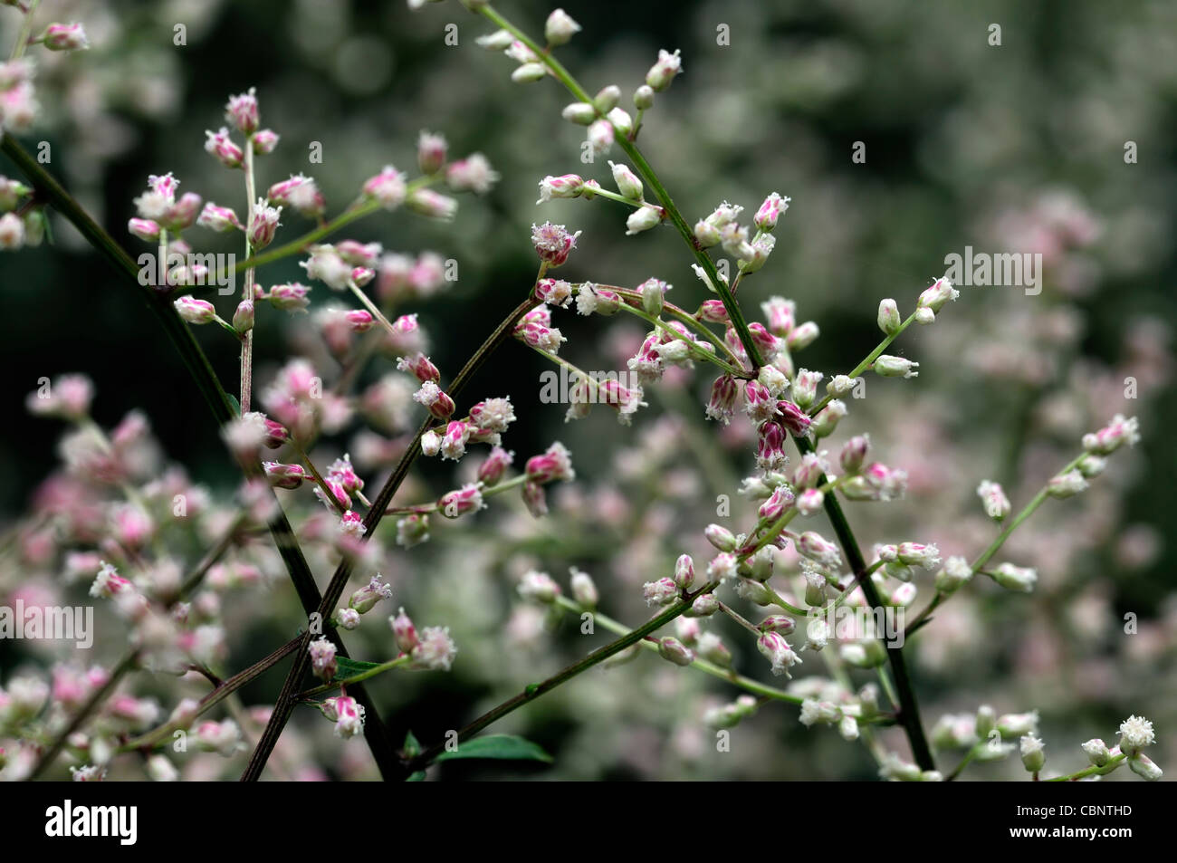 Artemisia Lactiflora Guizhou weißen Beifuß Spray Blumen Blüte Blüten Moschus parfümiert, rot-braune farnartige Blätter schwarzgrün stammt Stockfoto