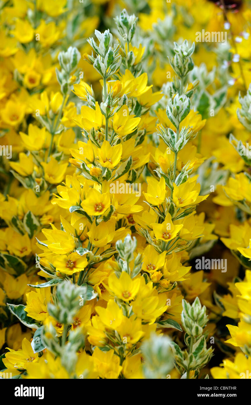 Lysimachia Trommler Alexander mehrjährige gelbe Blüte Blüte Blütenstand