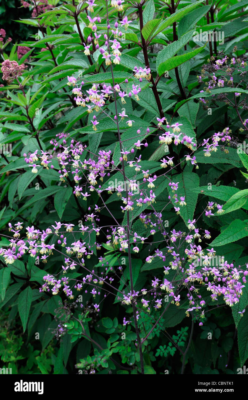 Artemisia Lactiflora Guizhou weißen Beifuß Spray Blumen Blüte Blüten Moschus parfümiert, rot-braune farnartige Blätter schwarzgrün stammt Stockfoto