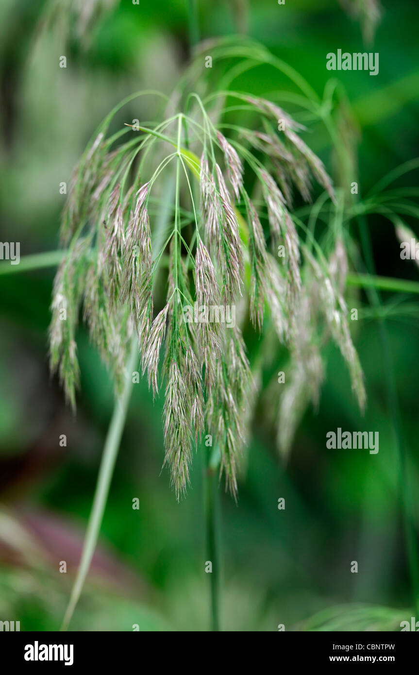 Calamagrostis Emodensis Reed Grass Smallweed robust getuftet