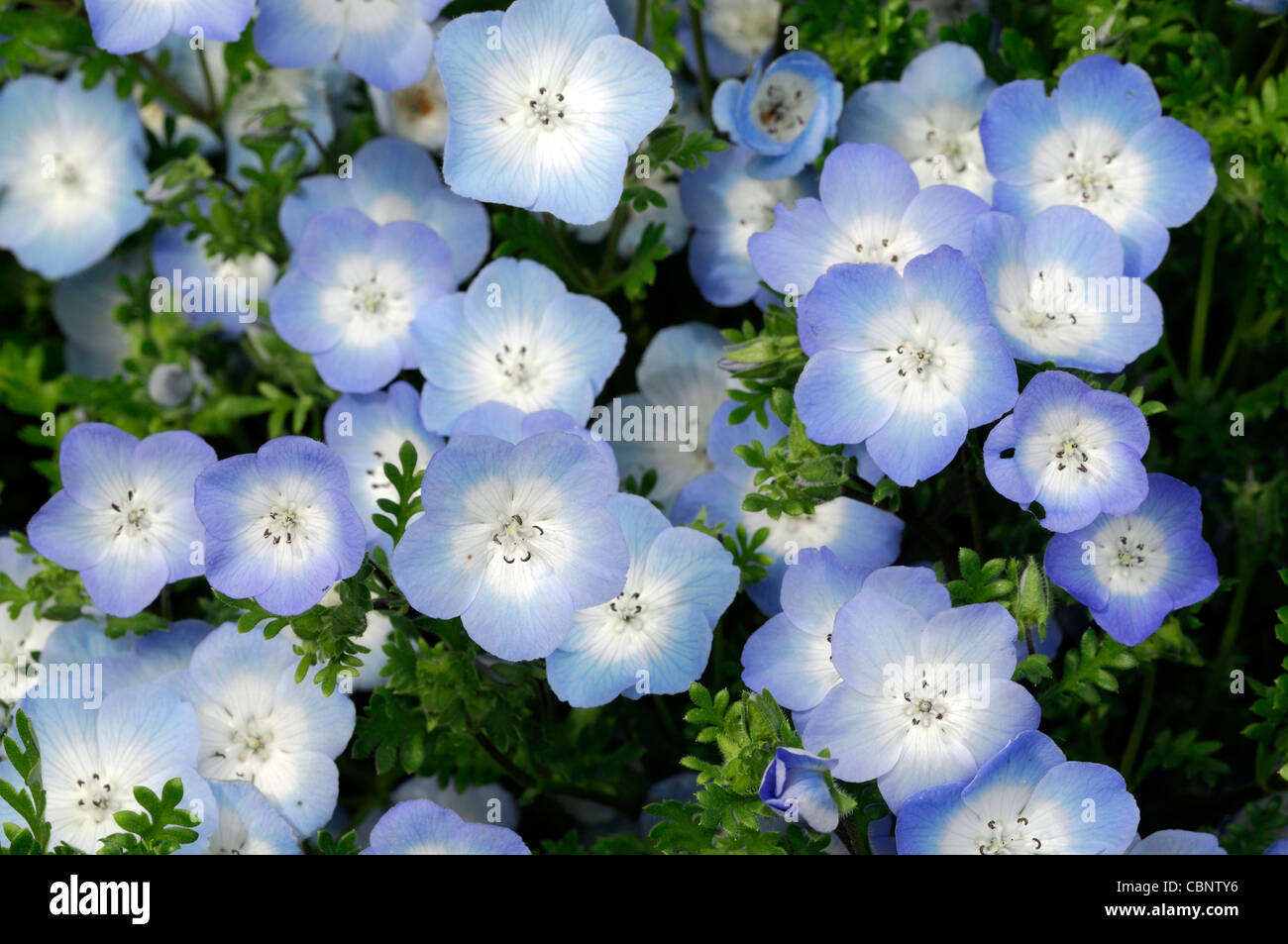 Nemophila Menziesii babyblau Augen Pflanzen halb winterhart jährlich im  Sommer blaue und weiße Blumen Blüte Blüten Stockfotografie - Alamy