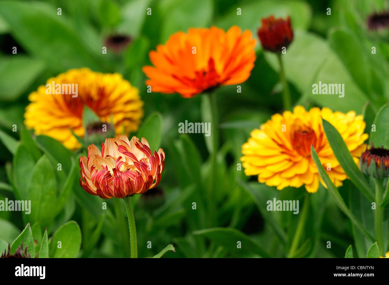 Calendula Officinalis Hauch von Rot gemischt Englisch Ringelblume Blumen Blüte Blüten jährliche Pflanze orange Gelbgold Stockfoto