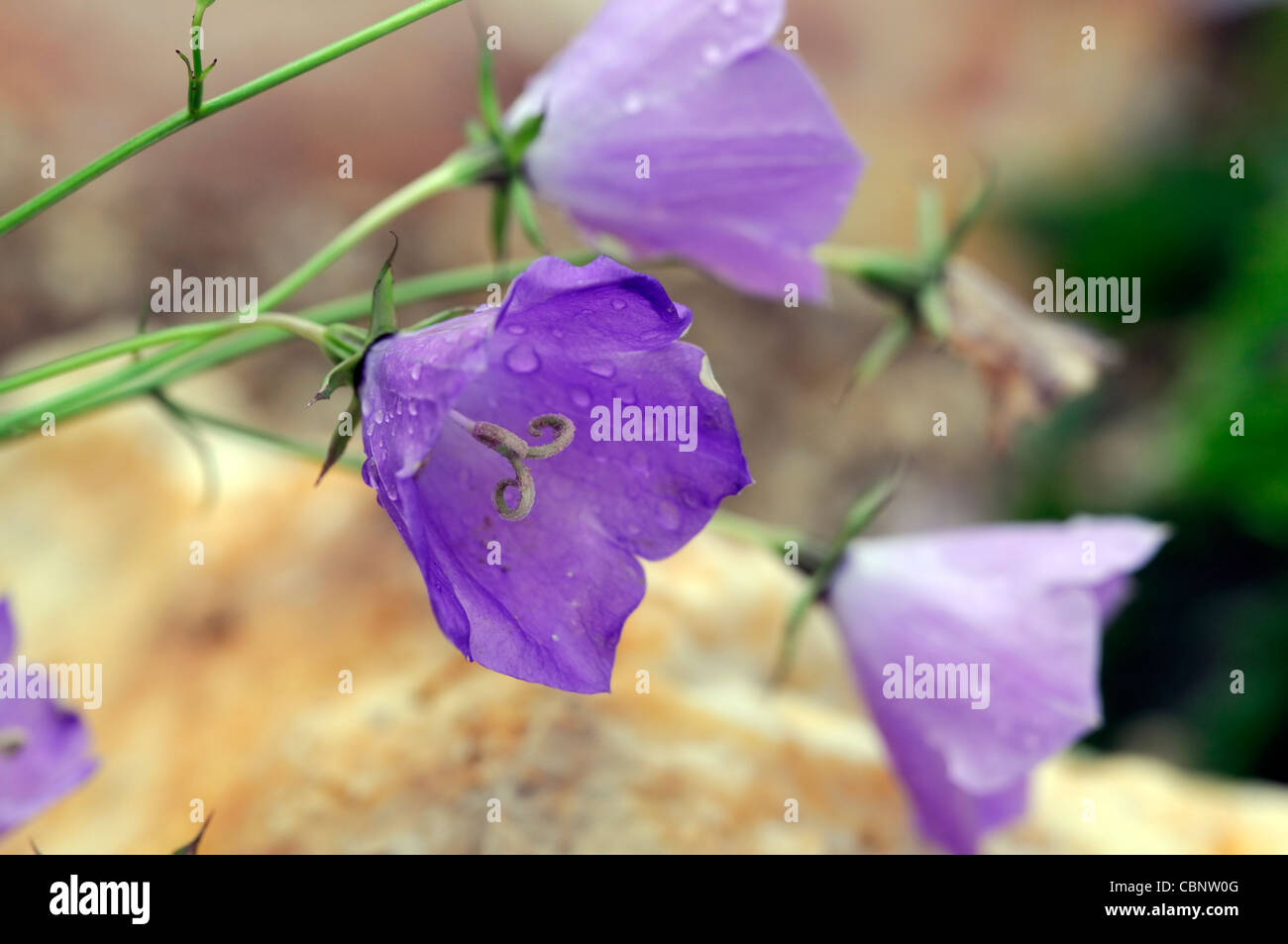 Campanula Carpatica Licht blaue Clips Karpaten Glockenblume Glockenblume  Staude blüht Blüten Blumen Stockfotografie - Alamy