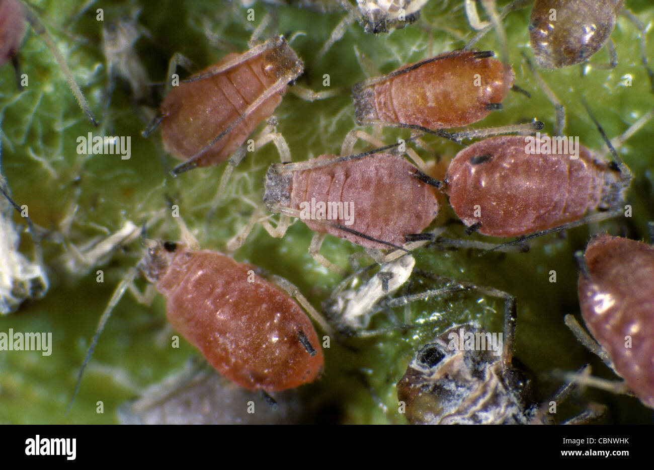 Rosigen Apfel (Dysaphis Plantaginea) Blattlausbefall auf einem Apple-Blatt Stockfoto