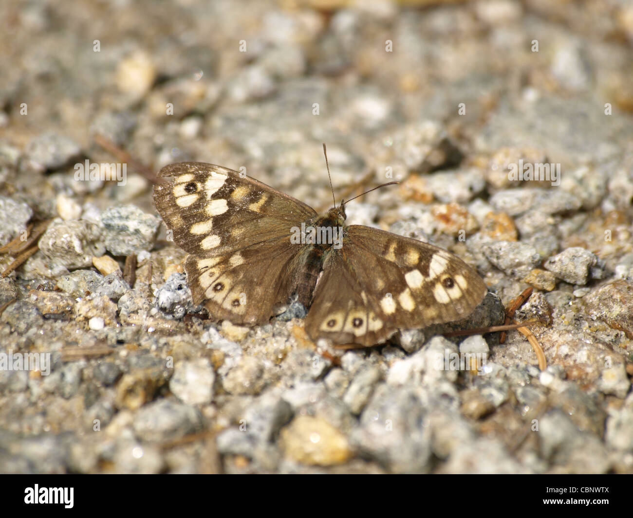 Gesprenkelte Holz, Schmetterling / Pararge Aegeria / Waldbrettspiel Stockfoto