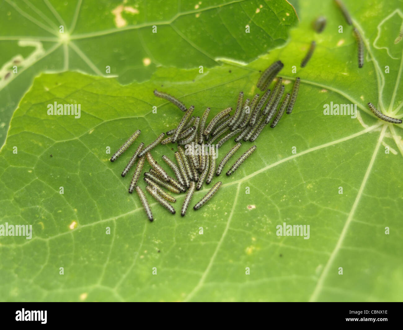 Raupen von Large White Butterfly / Pieris Brassicae / Raupen Vom Großen Kohlweißling Stockfoto