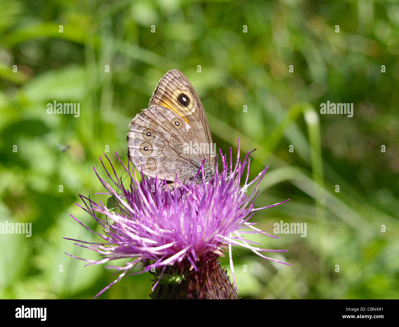 Große Wand braun, Schmetterling / Lasiommata Maera / Braunauge Stockfoto