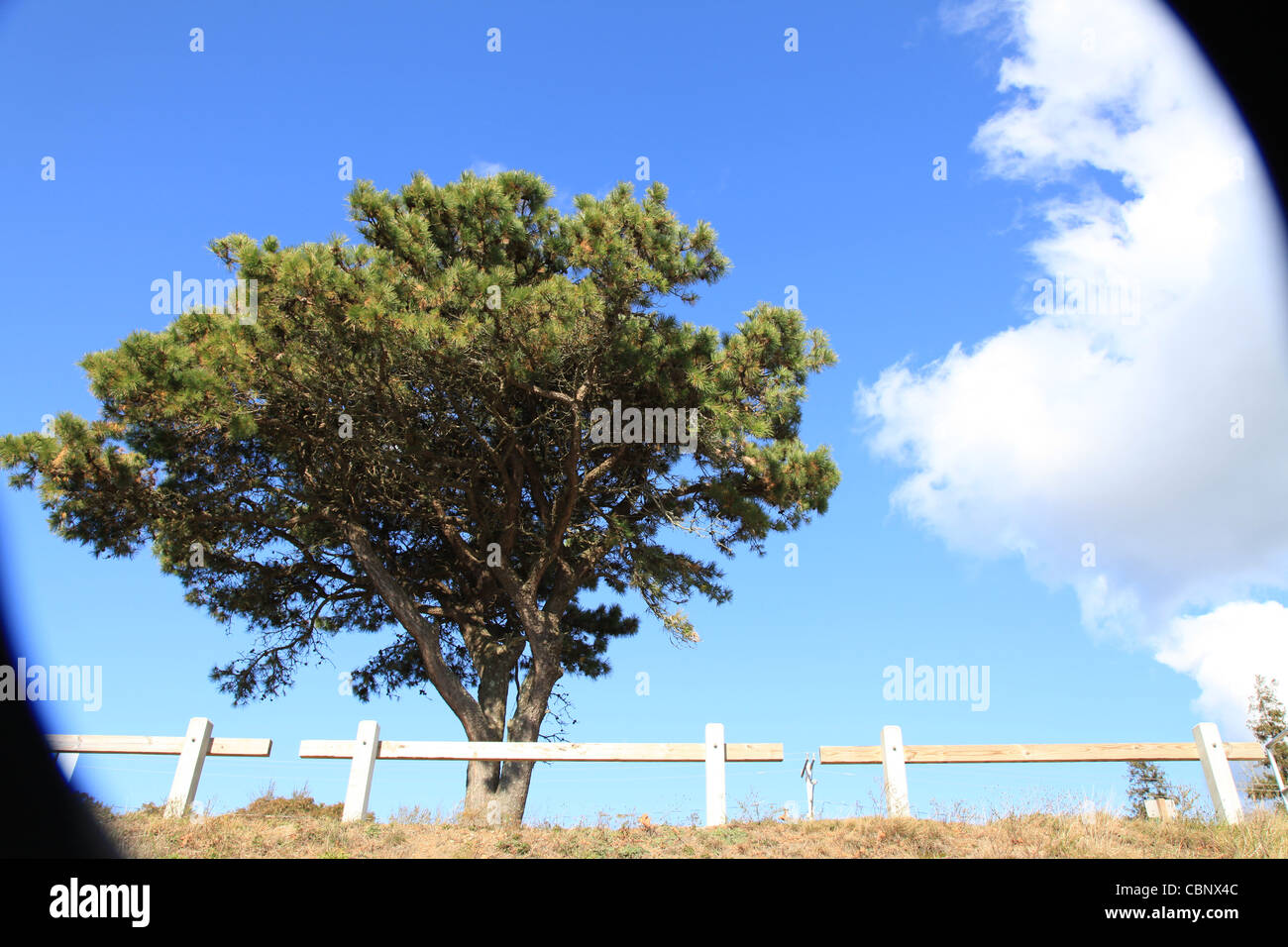 Baum mit Spezialeffekt Stockfoto