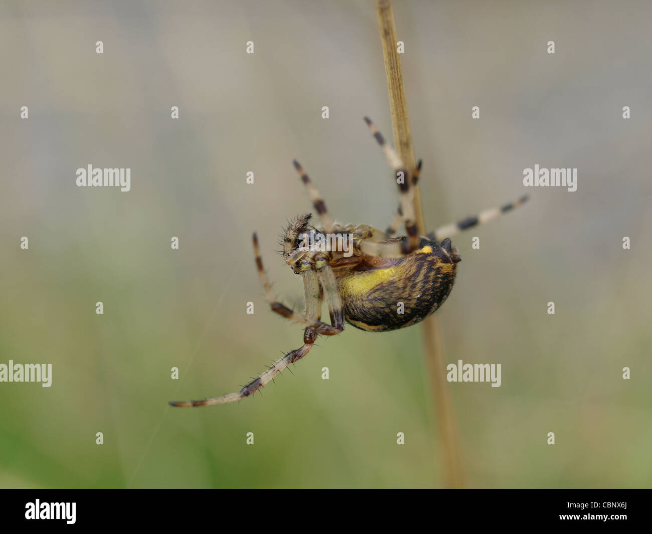 Spinne / Europäische Garten Spinne / diadem Spider / Kreuz Spinne / Kreuz Orbweaver / Spinne / Gartenkreuzspinne Stockfoto