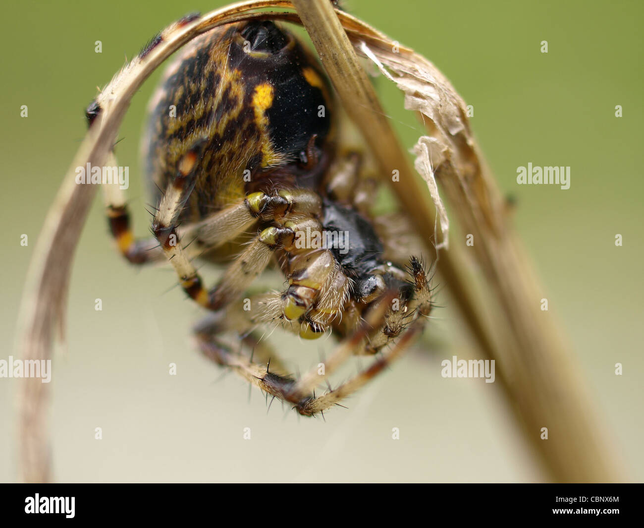 Spinne / Europäische Garten Spinne / diadem Spider / Kreuz Spinne / Kreuz Orbweaver / Spinne / Gartenkreuzspinne Stockfoto